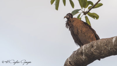 Hooded Vulture - Necrosyrtes monachus - Keşiş akbabası