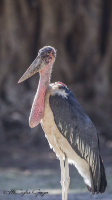 Marabou Stork - Leptoptilos crumenifer