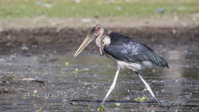 Marabou Stork - Leptoptilos crumenifer