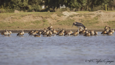Marabou Stork - Leptoptilos crumenifer