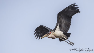 Marabou Stork - Leptoptilos crumenifer