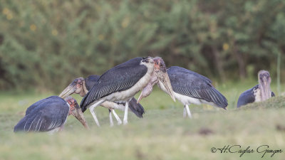 Marabou Stork - Leptoptilos crumenifer
