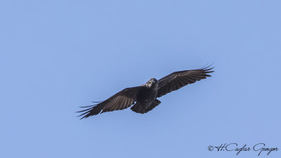 Crows - Ravens