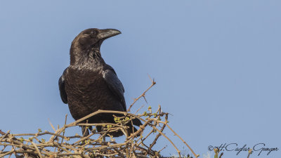 Fan-tailed Raven - Corvus rhipidurus - Kısa kuyruklu kuzgun