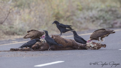 Fan-tailed Raven - Corvus rhipidurus - Kısa kuyruklu kuzgun