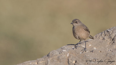 Moorland Chat - Pinarochroa sordida