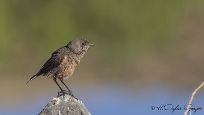 Moorland Chat - Pinarochroa sordida