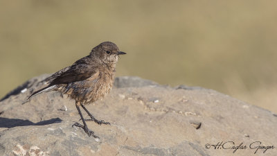 Moorland Chat - Pinarochroa sordida