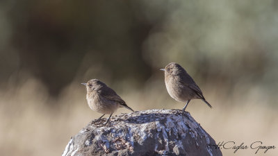 Moorland Chat - Pinarochroa sordida