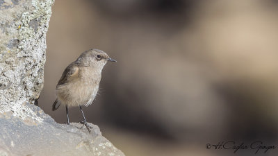 Moorland Chat - Pinarochroa sordida