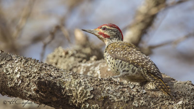 Nubian Woodpecker - Campethera nubica
