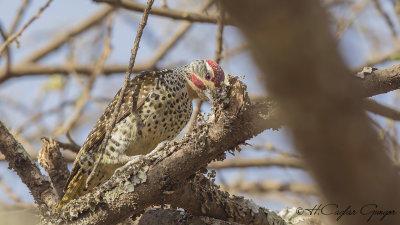 Nubian Woodpecker - Campethera nubica
