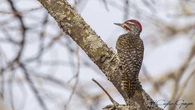 Nubian Woodpecker - Campethera nubica