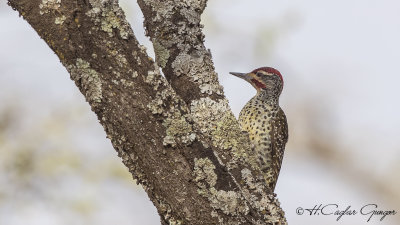 Nubian Woodpecker - Campethera nubica