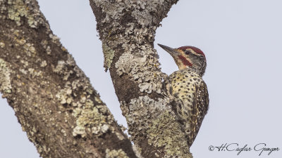 Nubian Woodpecker - Campethera nubica