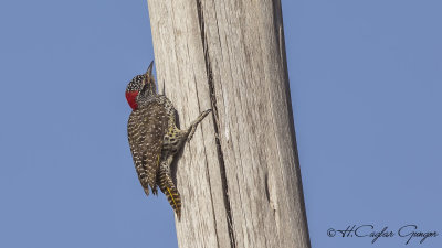 Nubian Woodpecker - Campethera nubica