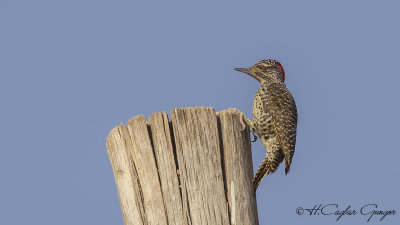 Nubian woodpecker 10 copy.jpg