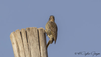 Nubian Woodpecker - Campethera nubica