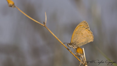 Turkish Meadow Brown - Maniola telmessia - Doğu Çayır Esmeri
