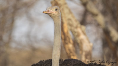 Somali Ostrich - Struthio molybdophanes - Somali devekuşu