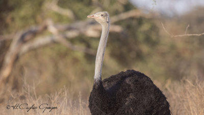Somali Ostrich - Struthio molybdophanes - Somali devekuşu
