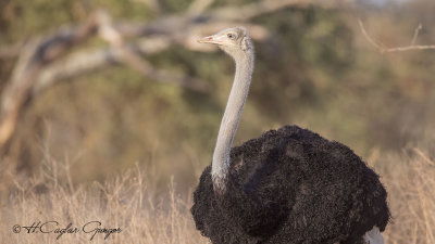 Somali Ostrich - Struthio molybdophanes - Somali devekuşu