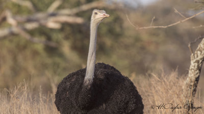 Somali Ostrich - Struthio molybdophanes - Somali devekuşu