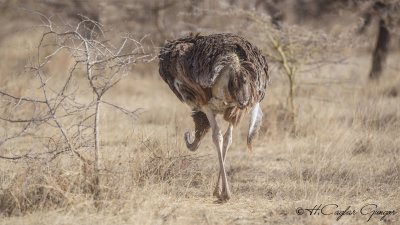 Somali Ostrich - Struthio molybdophanes - Somali devekuşu