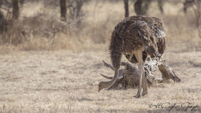 Somali Ostrich - Struthio molybdophanes - Somali devekuşu