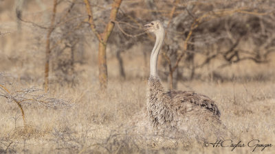 Somali Ostrich - Struthio molybdophanes - Somali devekuşu