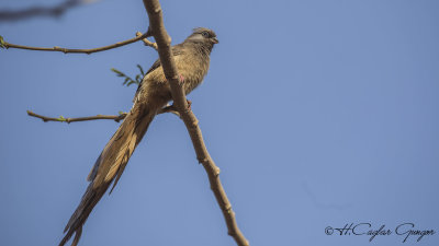 Speckled Mousebird - Colius striatus