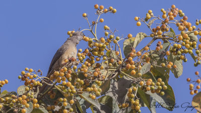 Speckled Mousebird - Colius striatus