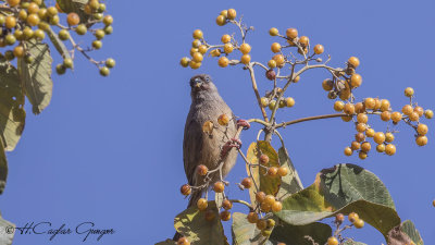 Speckled Mousebird - Colius striatus