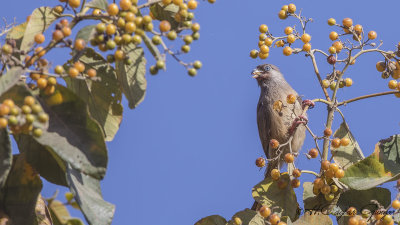 Speckled Mousebird - Colius striatus