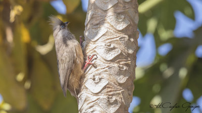 Speckled Mousebird - Colius striatus