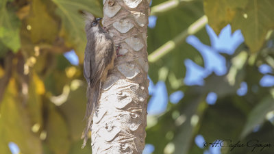 Speckled Mousebird - Colius striatus