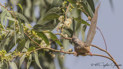 Speckled Mousebird - Colius striatus