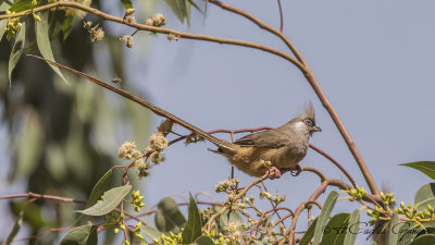 Speckled Mousebird - Colius striatus