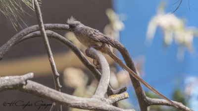 Speckled Mousebird - Colius striatus