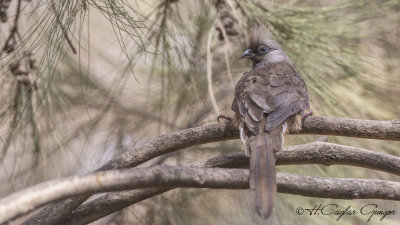 Speckled Mousebird - Colius striatus