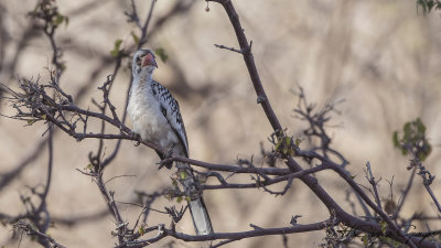 Northern Red-billed Hornbil - Tockus erythrorhynchus