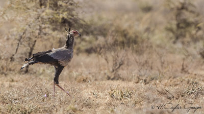 Secretarybird - Sagittarius serpentarius - Sekreterkuşu