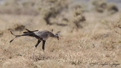 Secretarybird - Sagittarius serpentarius - Sekreterkuşu
