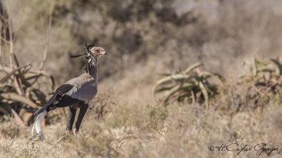 Secretarybird - Sagittarius serpentarius - Sekreterkuşu