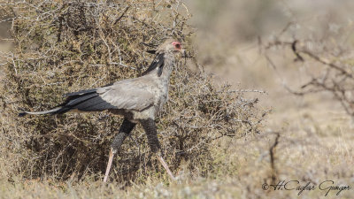 Secretarybird - Sagittarius serpentarius - Sekreterkuşu