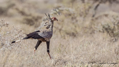 Secretarybird - Sagittarius serpentarius - Sekreterkuşu