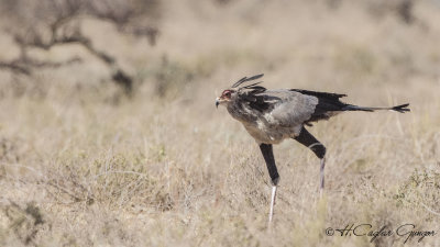 Secretarybird - Sagittarius serpentarius - Sekreterkuşu