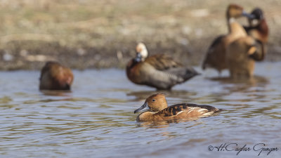 Fulvous Whistling Duck - Dendrocygna bicolor