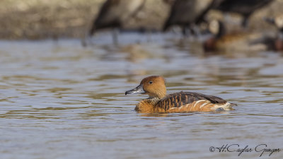 Fulvous Whistling Duck - Dendrocygna bicolor