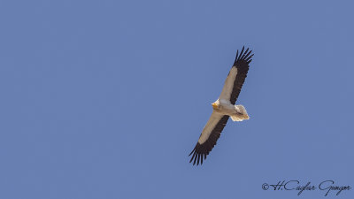 Egyptian Vulture - Neophron percnopterus - Küçük akbaba